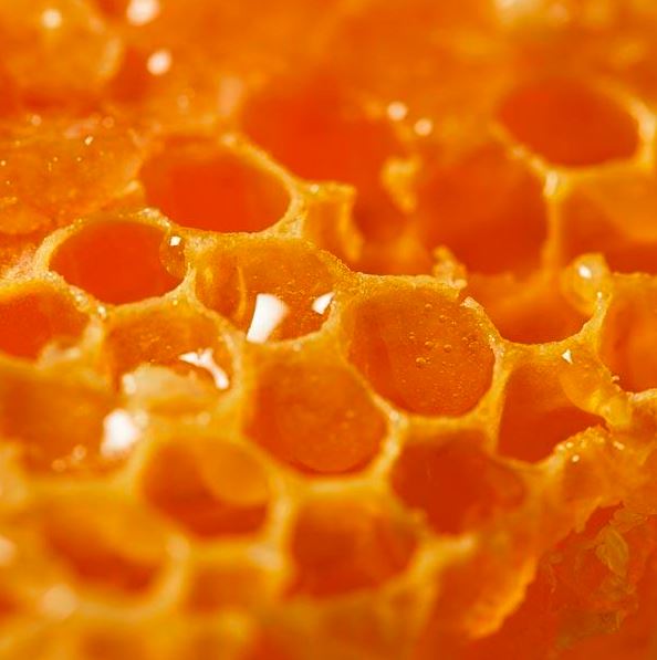 Close-up of honeycomb with orange color