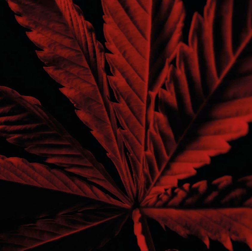 Close-up of a red cannabis leaf on a black background