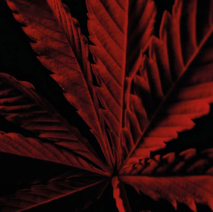 Close-up of a red cannabis leaf on a black background