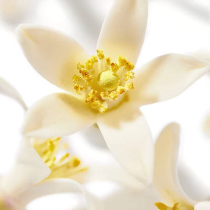Close-up of a white flower with a yellow center on a light background