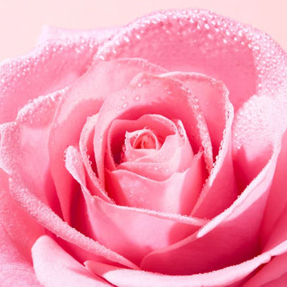 Close-up of a pink rose with water droplets on a soft pink background