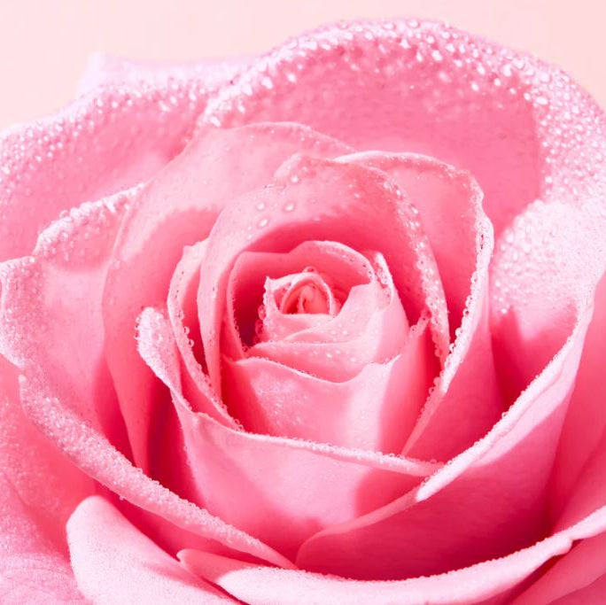 Close-up of a pink rose with water droplets on a soft pink background