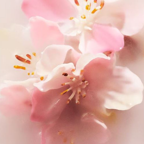 Close-up of pink and white flowers with visible stamens on a soft background