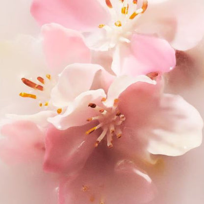 Close-up of pink and white flowers with visible stamens on a soft background